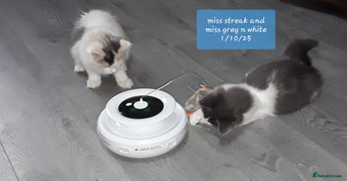 Ragcoon cats - Advert 10