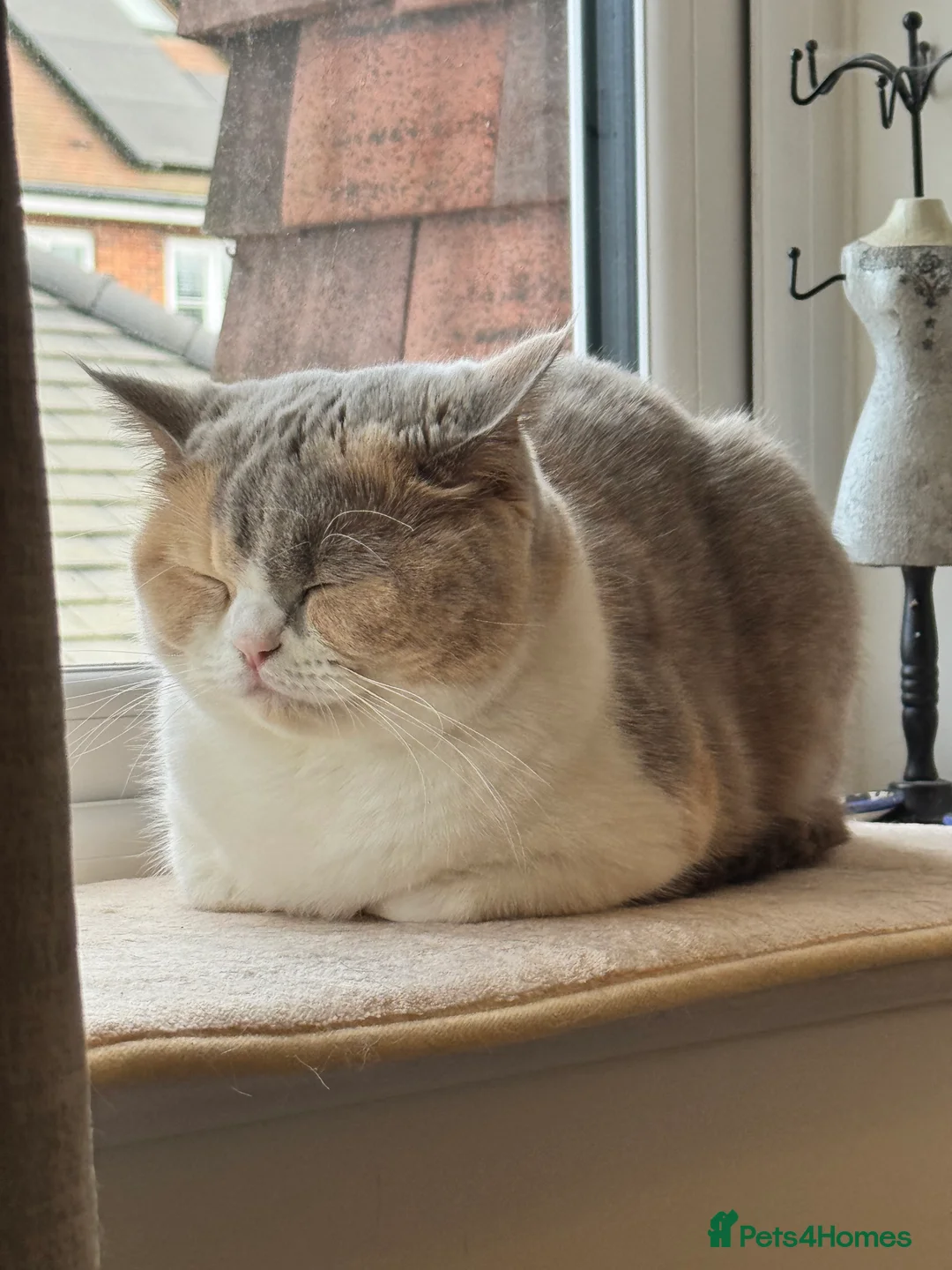 British Shorthair cats for sale: Pedigree BSH Girl Seeking Calm Loving Home - Advert 2