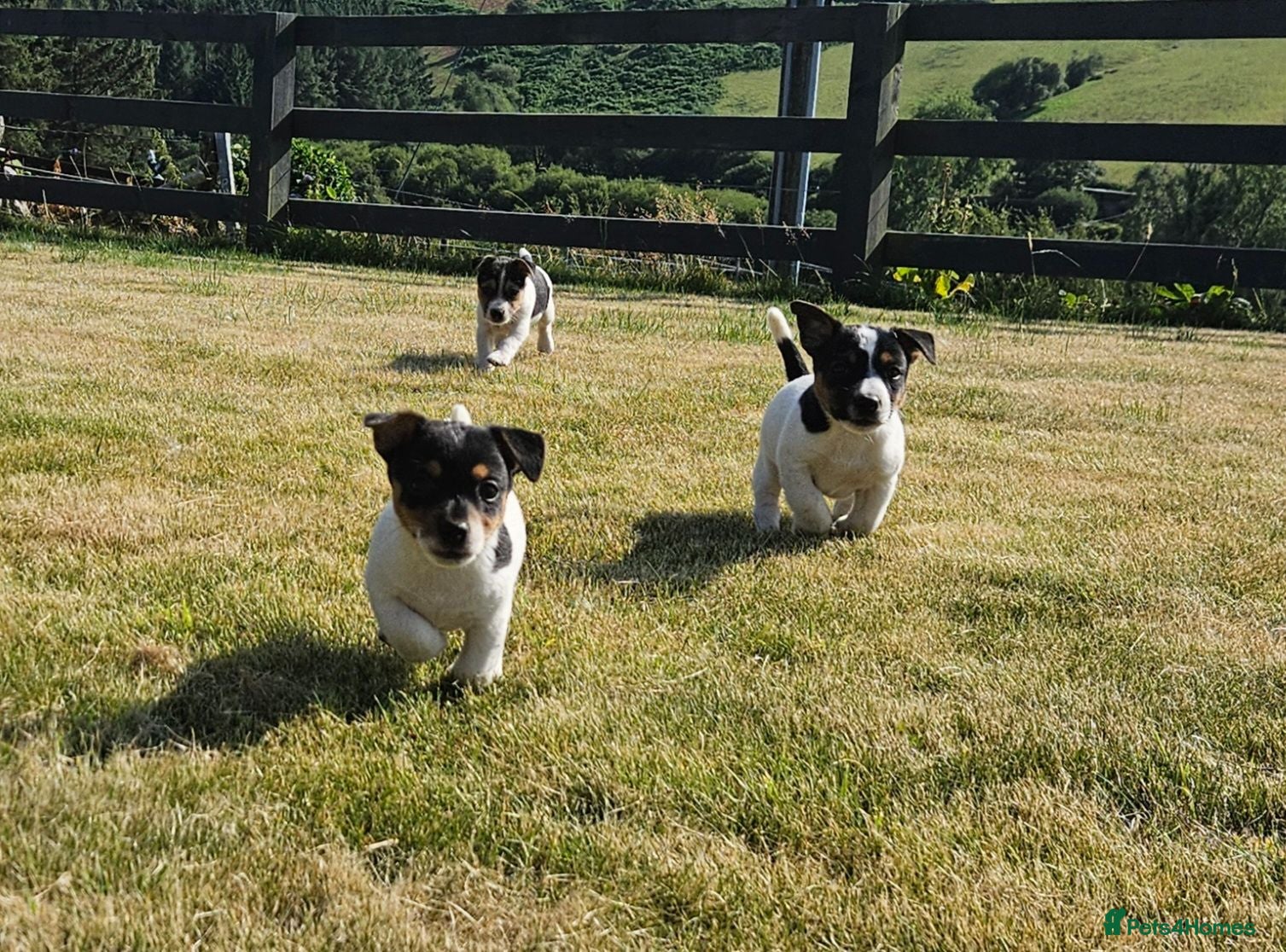 Jack Russell dogs Outstanding Jack Russell puppies - Advert 4