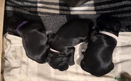 Sprocker dogs for sale: 3 Beautiful Female Sprocker puppies - Image 22