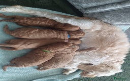 Cockapoo dogs for sale: Beautiful cockapoo puppies  - Image 17
