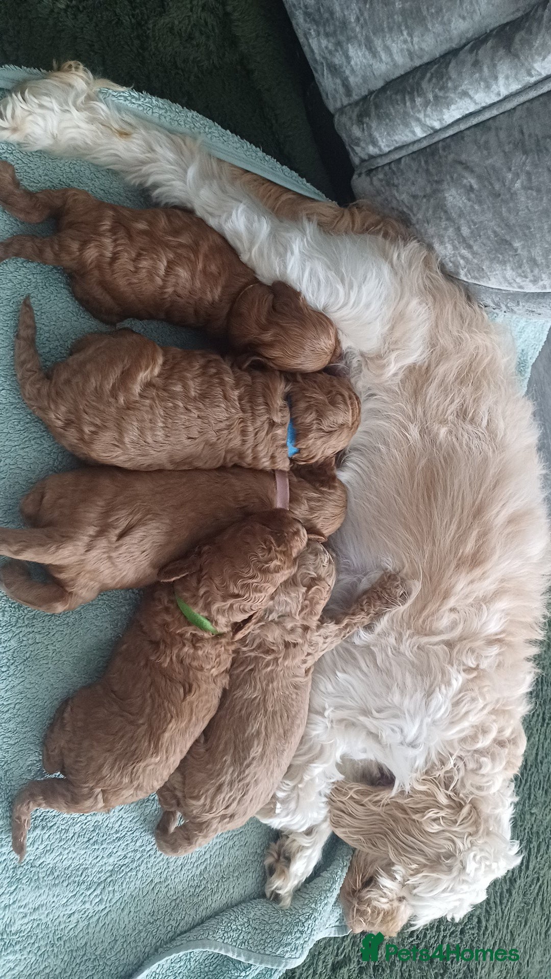 Cockapoo dogs for sale: Beautiful cockapoo puppies  - Image 17