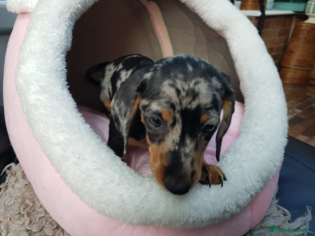 Dachshund dogs for sale: Beautiful dapple boy for sale - Image 5