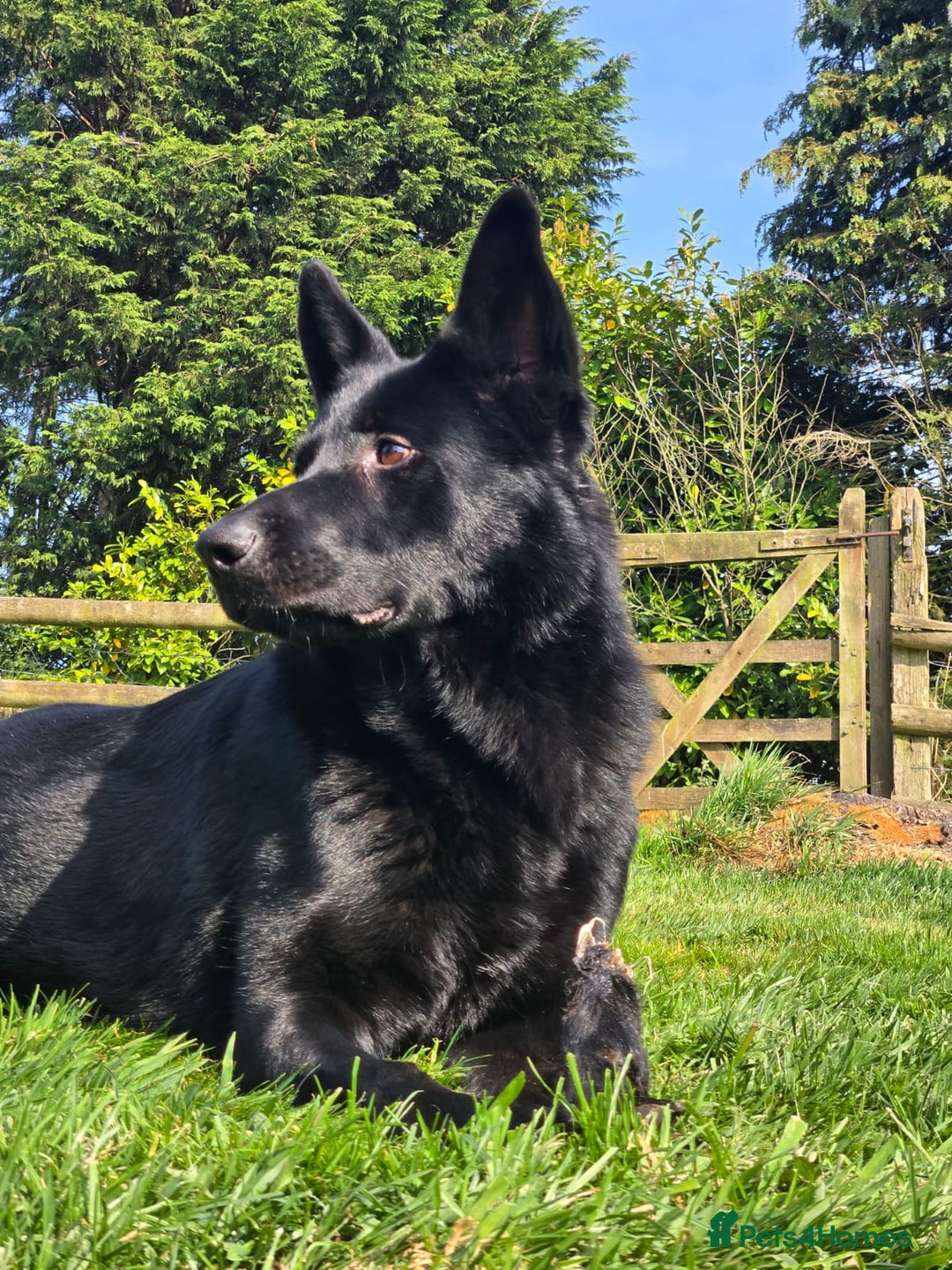 Mixed Breed dogs for sale: German Shepherd X Puppy - ready for a home - Advert 5