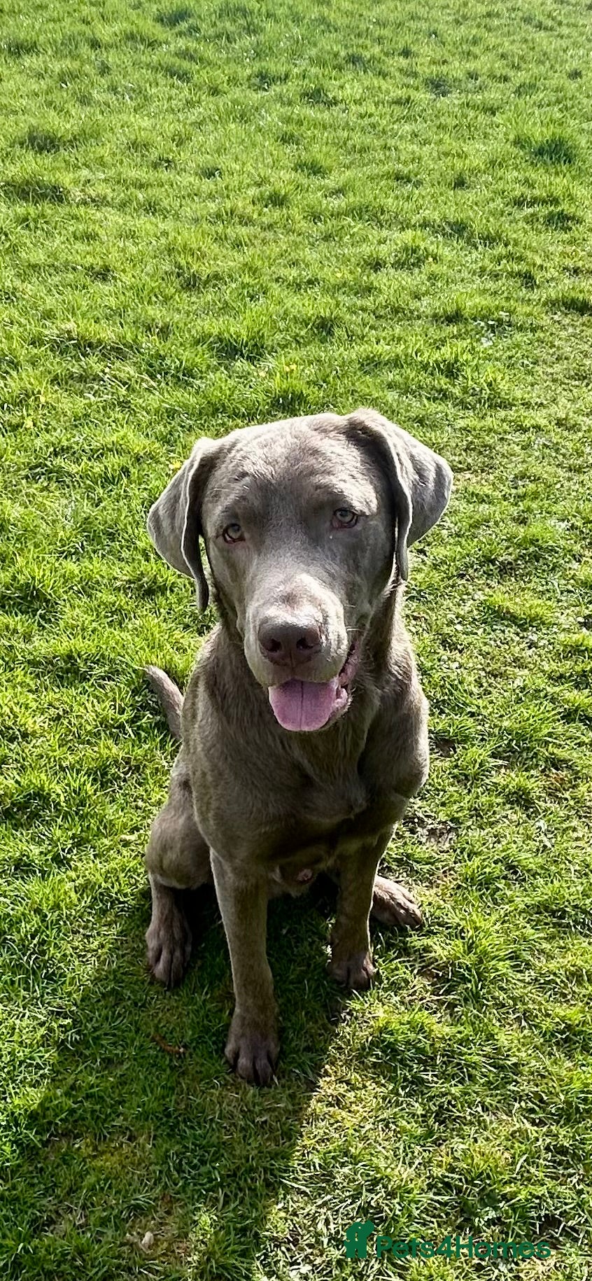 Labrador Retriever dogs Male Silver Labrador - Advert 15