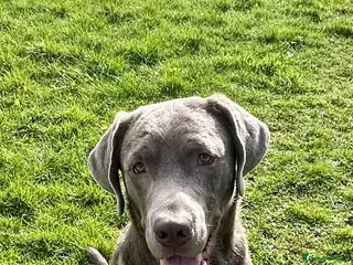 Labrador Retriever dogs Male Silver Labrador - Advert 15