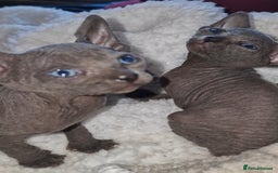 Sphynx cats for sale: Beautiful Canadian Sphynx kittens purebreed  - Image 24