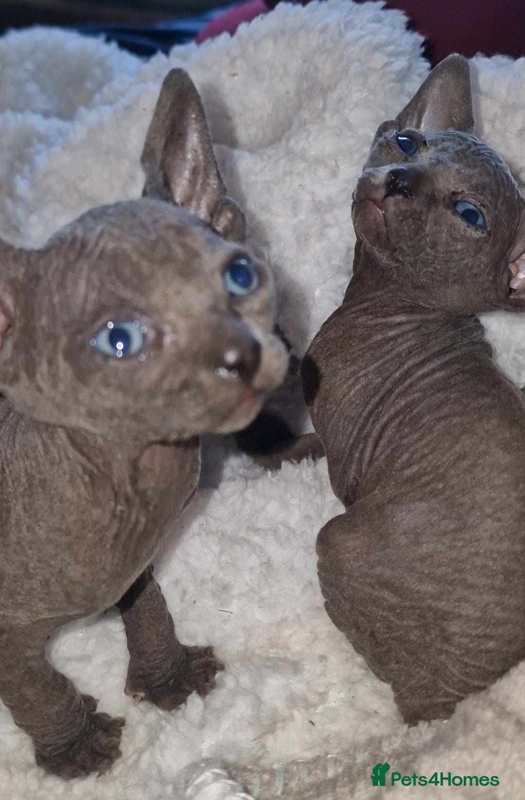 Sphynx cats for sale: Beautiful Canadian Sphynx kittens purebreed  - Image 24