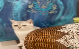 Scottish Fold cats for sale: Kittens 5  - Image 12