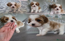 Cavapoo dogs for sale: Blenhiem cavapoo puppies  - Image 2