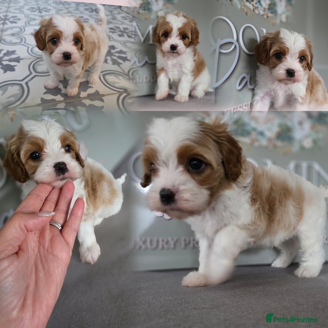 Cavapoo dogs for sale: Blenhiem cavapoo puppies  - Image 2