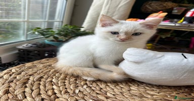 Ragdoll cats - Advert 12