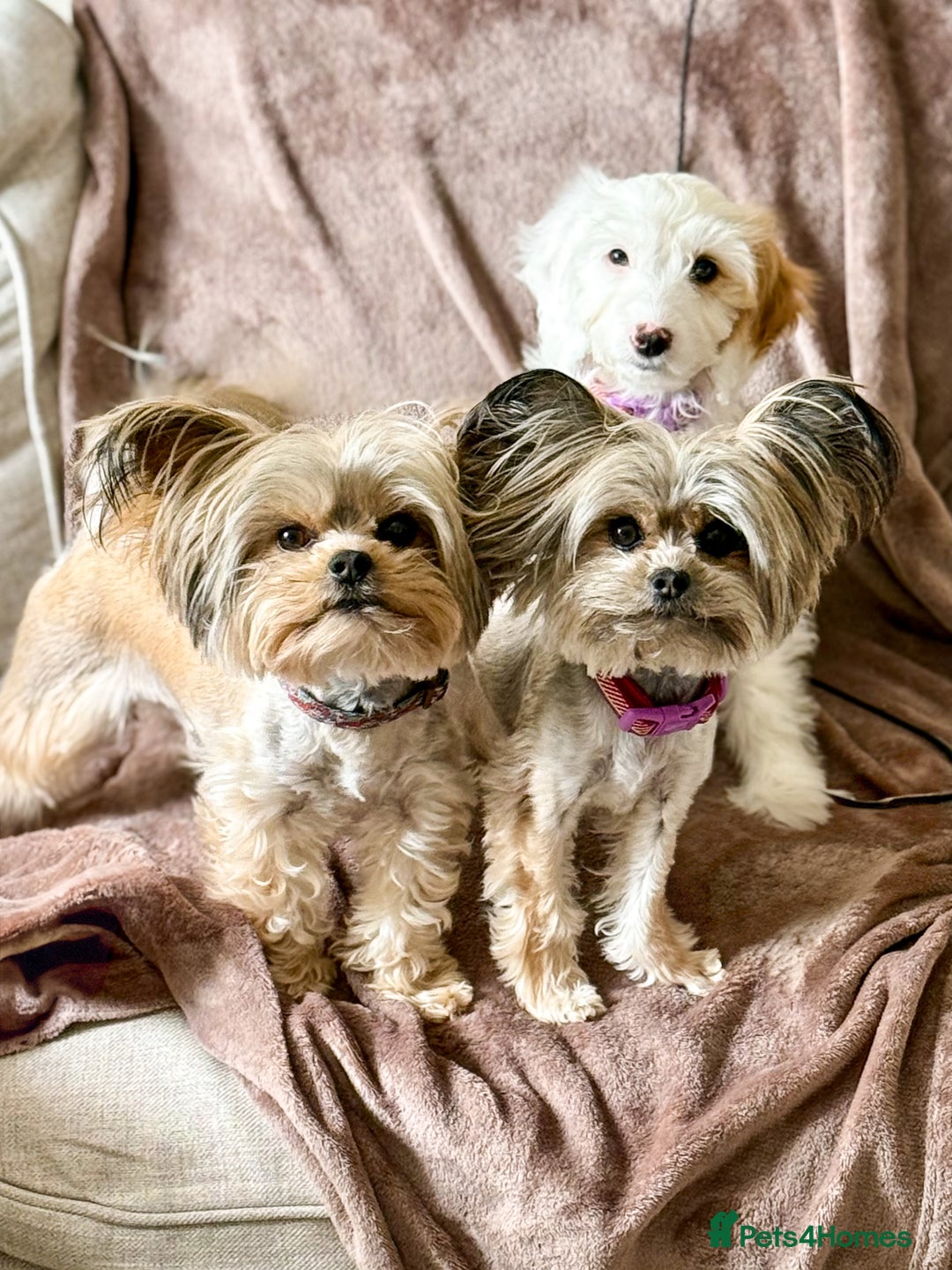 Chorkie dogs for sale: Chorkie (x2 Boys) - Image 27