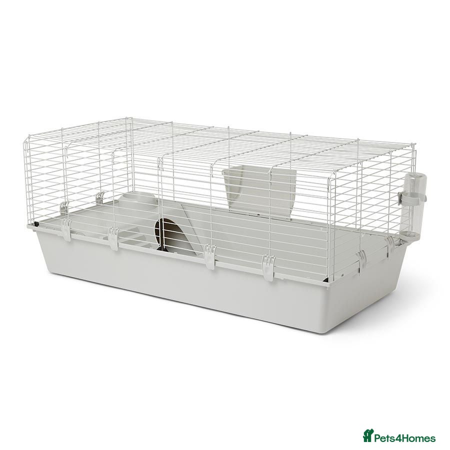 Mini Lop rabbits Female rabbit thumper male rabbit badger - Advert 2
