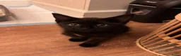 British Shorthair cats for sale: Rescue Kittens Looking for Forever Families  - Advert 9