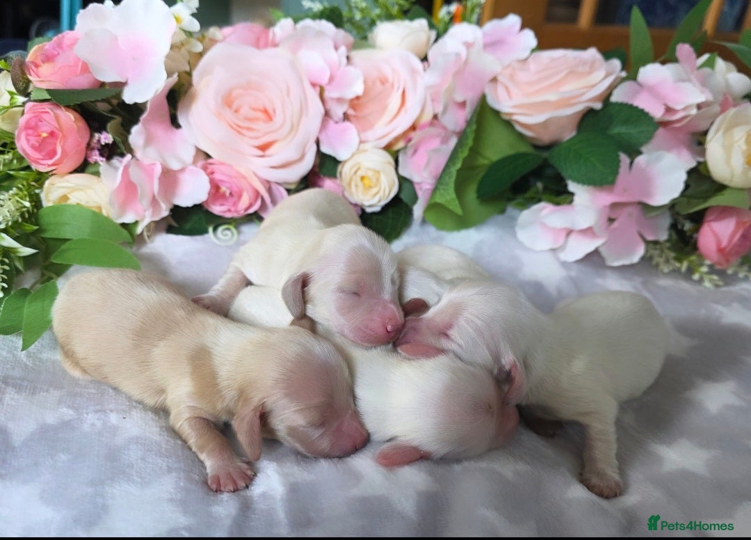 Miniature Dachshund dogs for stud: KC REG ONE OF A KIND EE/ii CREAM MINI DACHSHUND in Hinckley - Image 26