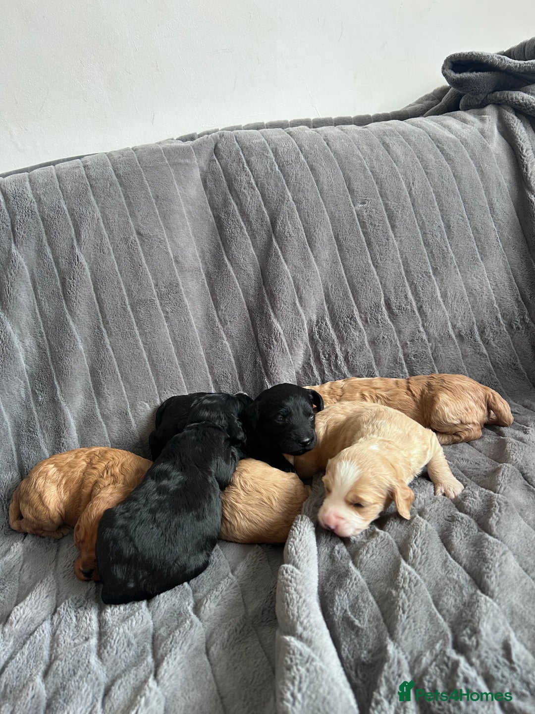 Cockapoo dogs for sale: Stunnning cockerpoos  - Image 2