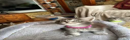 Maine Coon cats for sale: TICA-Registered Silver Maine Coon Kittens - Advert 9