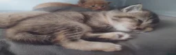 Ragdoll cats for sale: Ragdoll x - Advert 15
