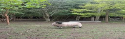 Sheep livestock for sale: 2 pedigree valais ewes and 2 gritstone ewes - Advert 4