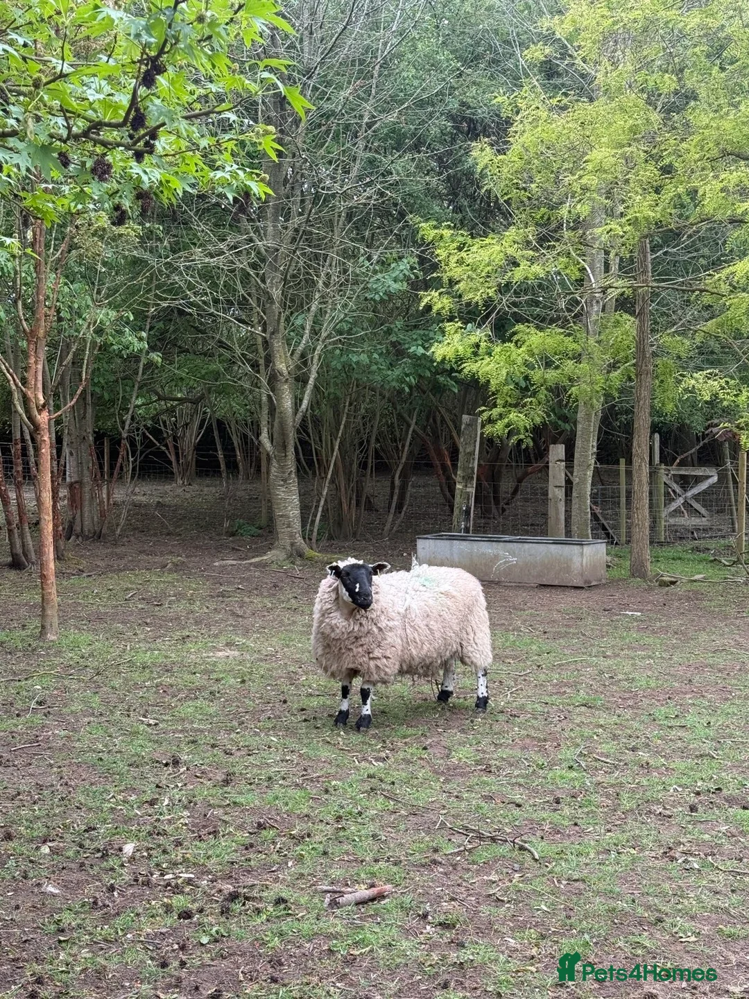 Sheep livestock for sale: 2 pedigree valais ewes and 2 gritstone ewes - Advert 4