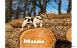 Jack Russell dogs for stud: Jack Russell Stud – Kings Lynn, Norfolk - Image 7