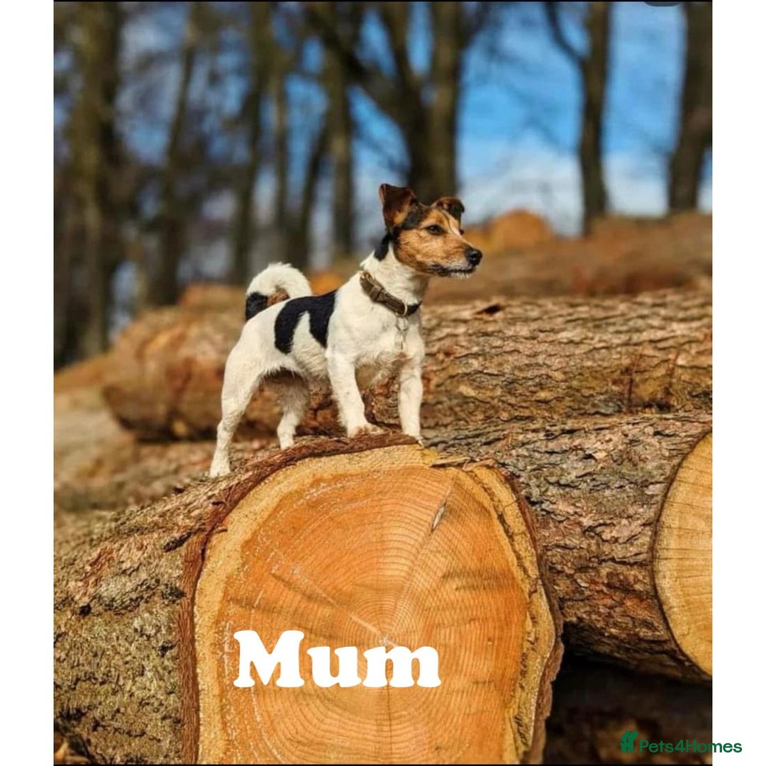 Jack Russell dogs for stud: Jack Russell Stud – Kings Lynn, Norfolk - Image 7