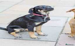 Mixed Breed dogs for adoption: Sweet Stella - reserved - Advert 9