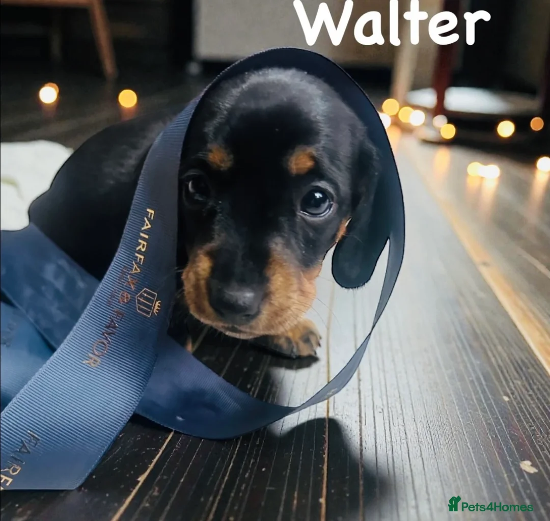 Miniature Dachshund dogs for sale: OUTSTANDING INSTAGRAM MINI DACHSHUNDS  - Advert 4