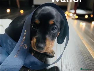 Miniature Dachshund dogs 8 WEEKS OLD OUTSTANDING INSTAGRAM MINI DACHSHUNDS - Advert 6