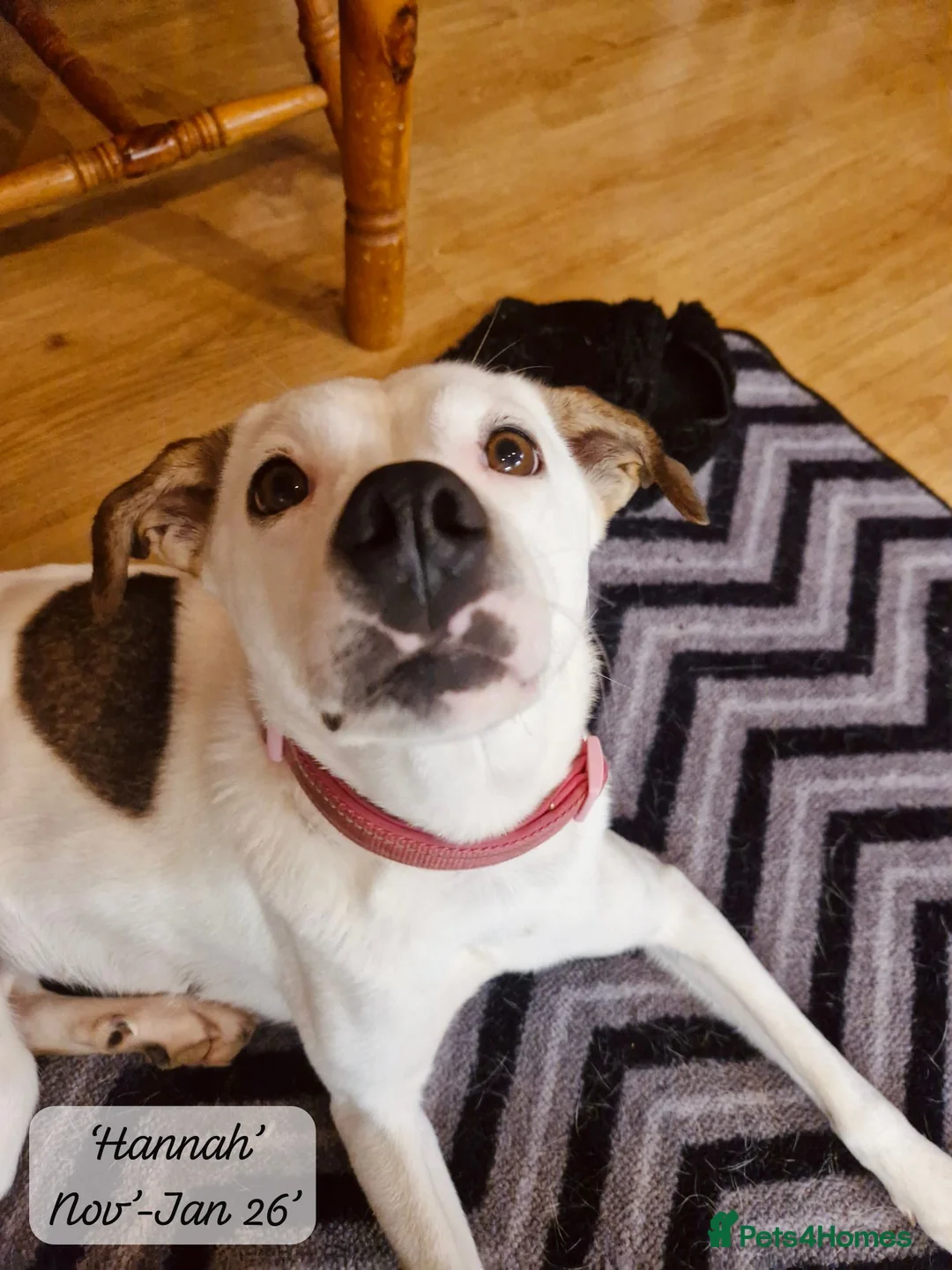 Mixed Breed dogs for adoption: Hannah, 2-3 yrs old. Available for adoption. - Advert 8