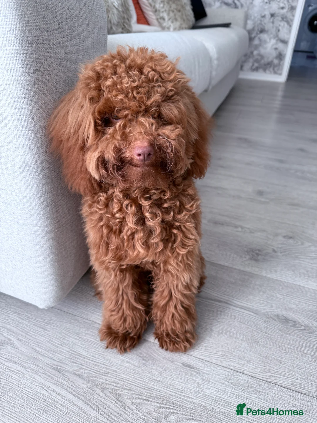 Cockapoo dogs for sale: Puppy need to be rehome  - Advert 2