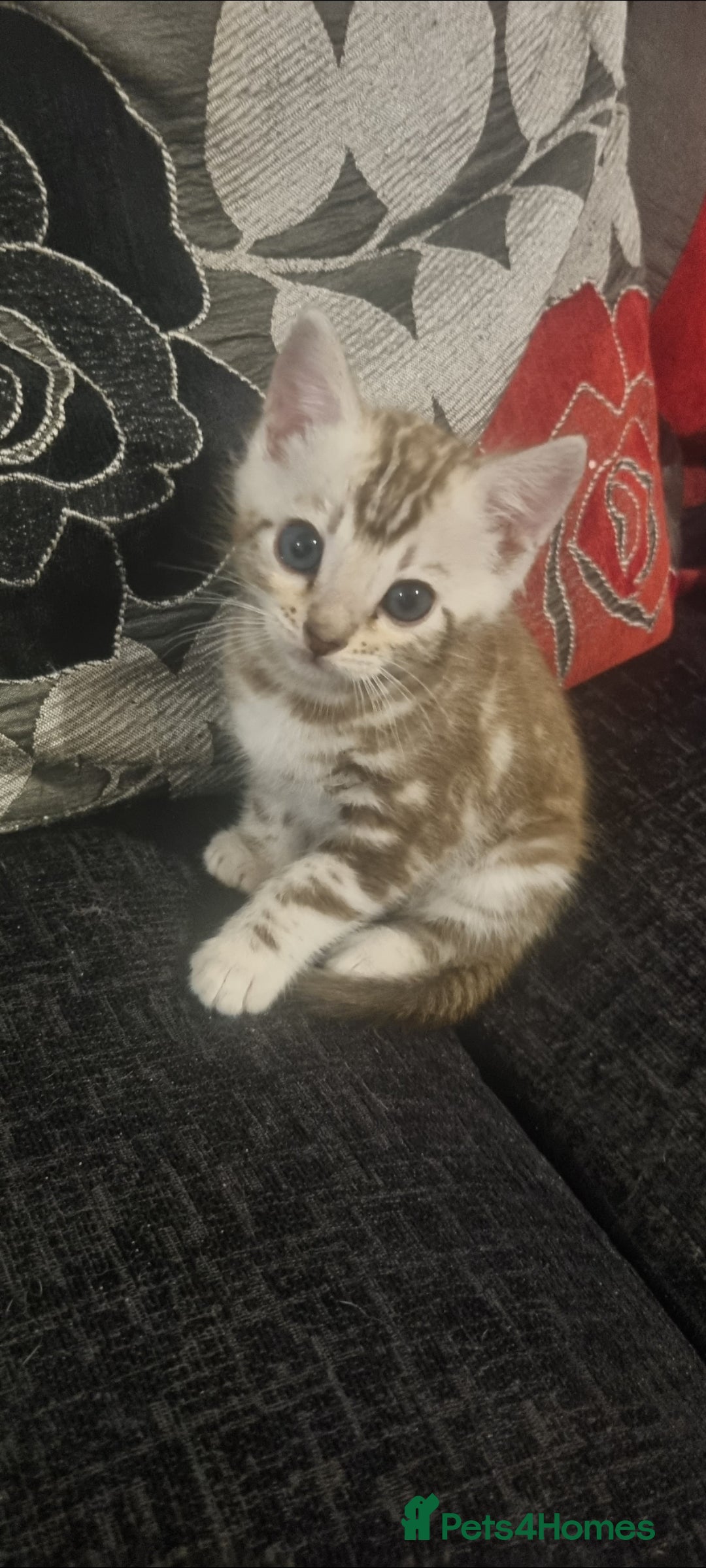 Bengal cats for sale: Snow mink Bengal boy - Advert 1