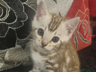 Bengal cats Snow mink Bengal boy - Advert 14