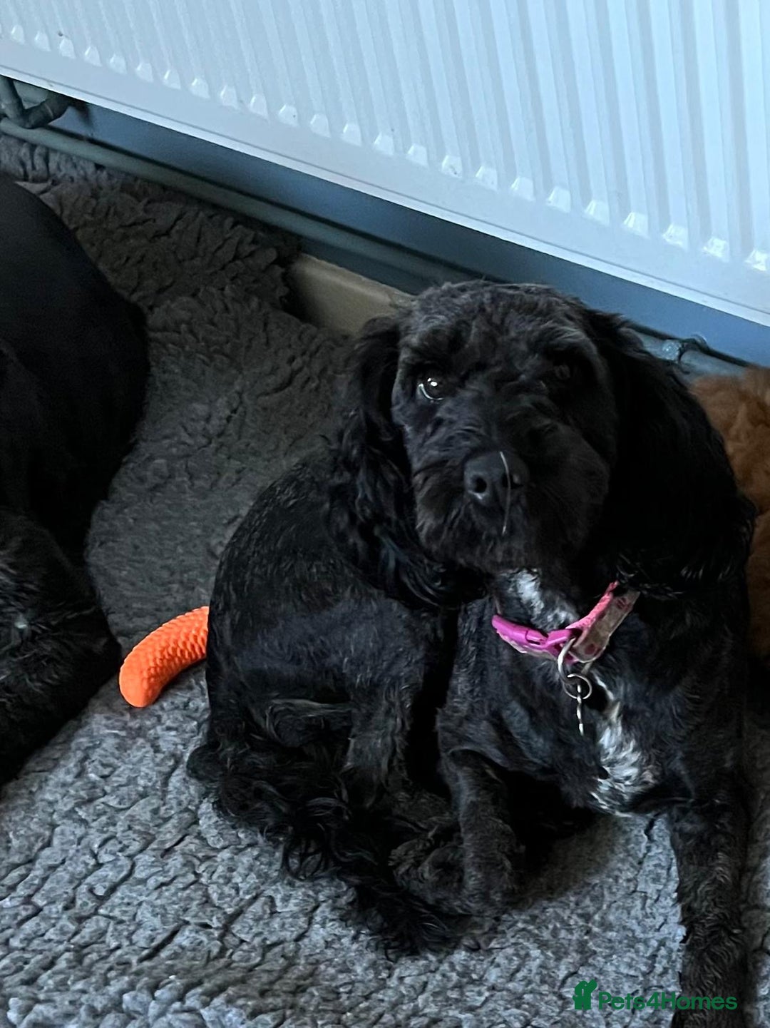 Cockapoo dogs for sale: Cockapoo puppies 3 girls 3 boys  - Image 1