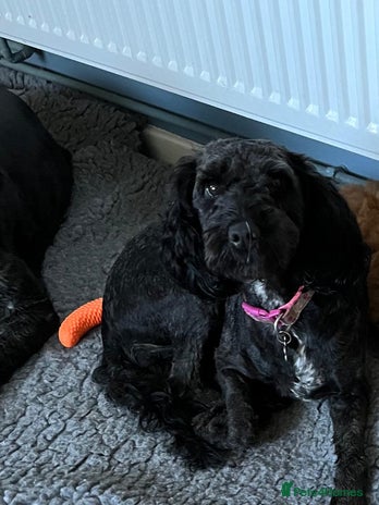 Cockapoo dogs - Advert 2