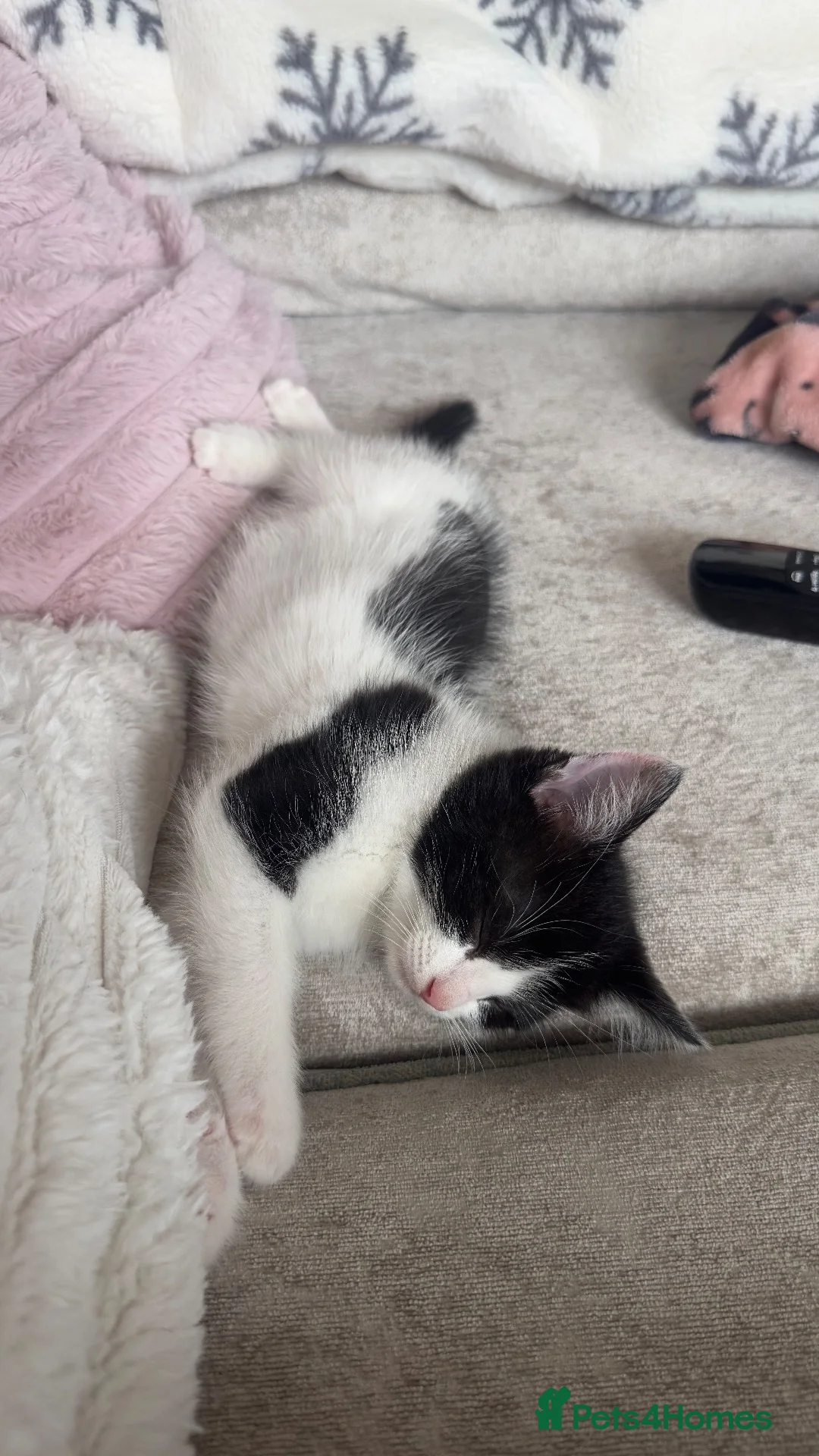 Ragdoll cats for sale: Rupert male ragdoll/ long hair breed in Cardigan - Advert 8