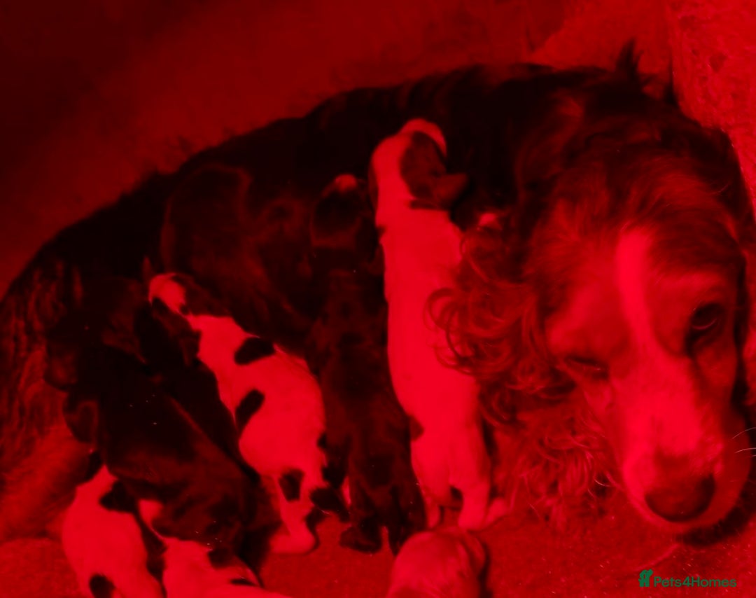 Cockapoo dogs for sale: Cockerpooos ready soon  - Image 5