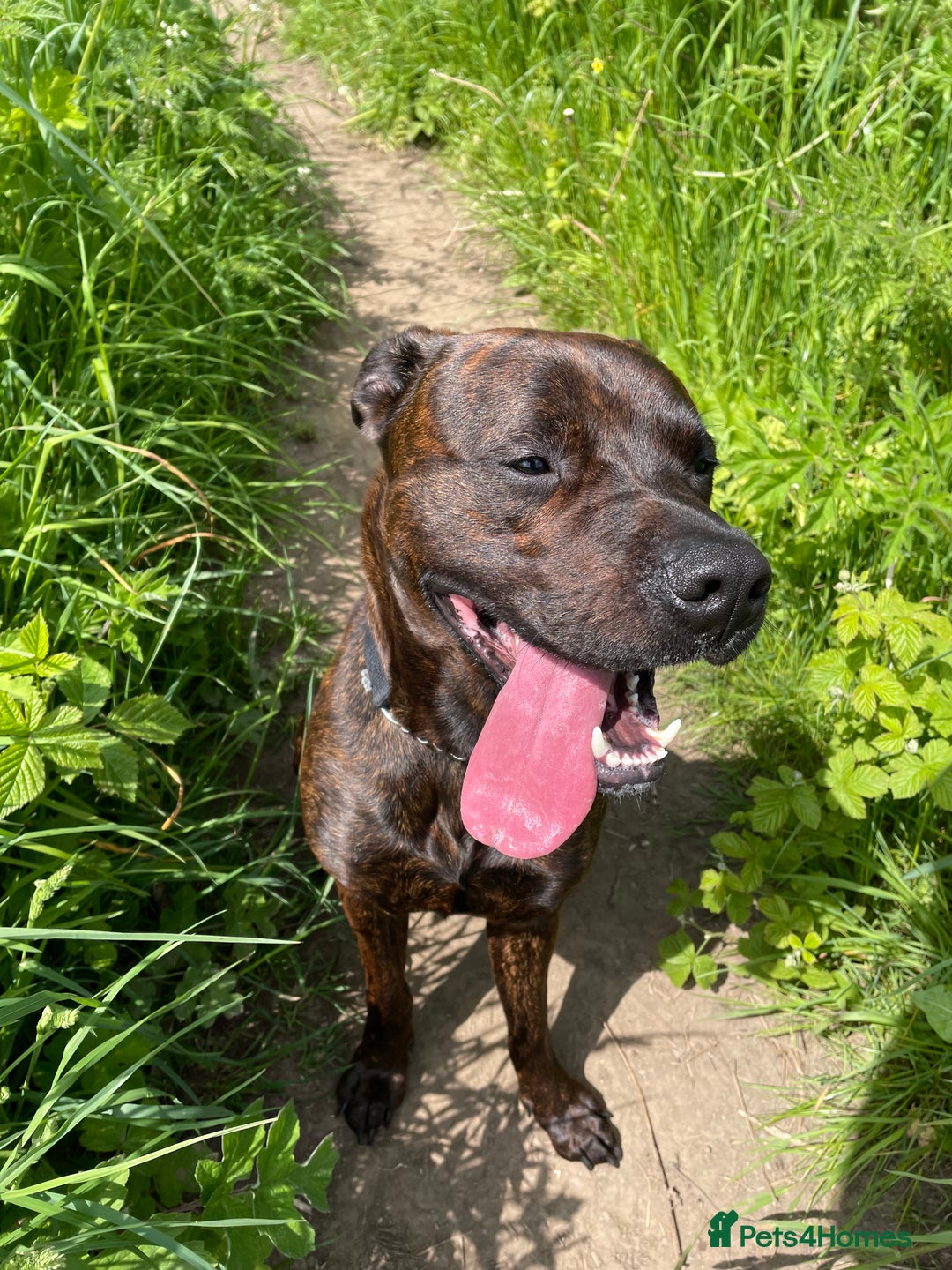 Mixed Breed dogs for sale: 4 year old male staffy mastiff cross - Advert 13
