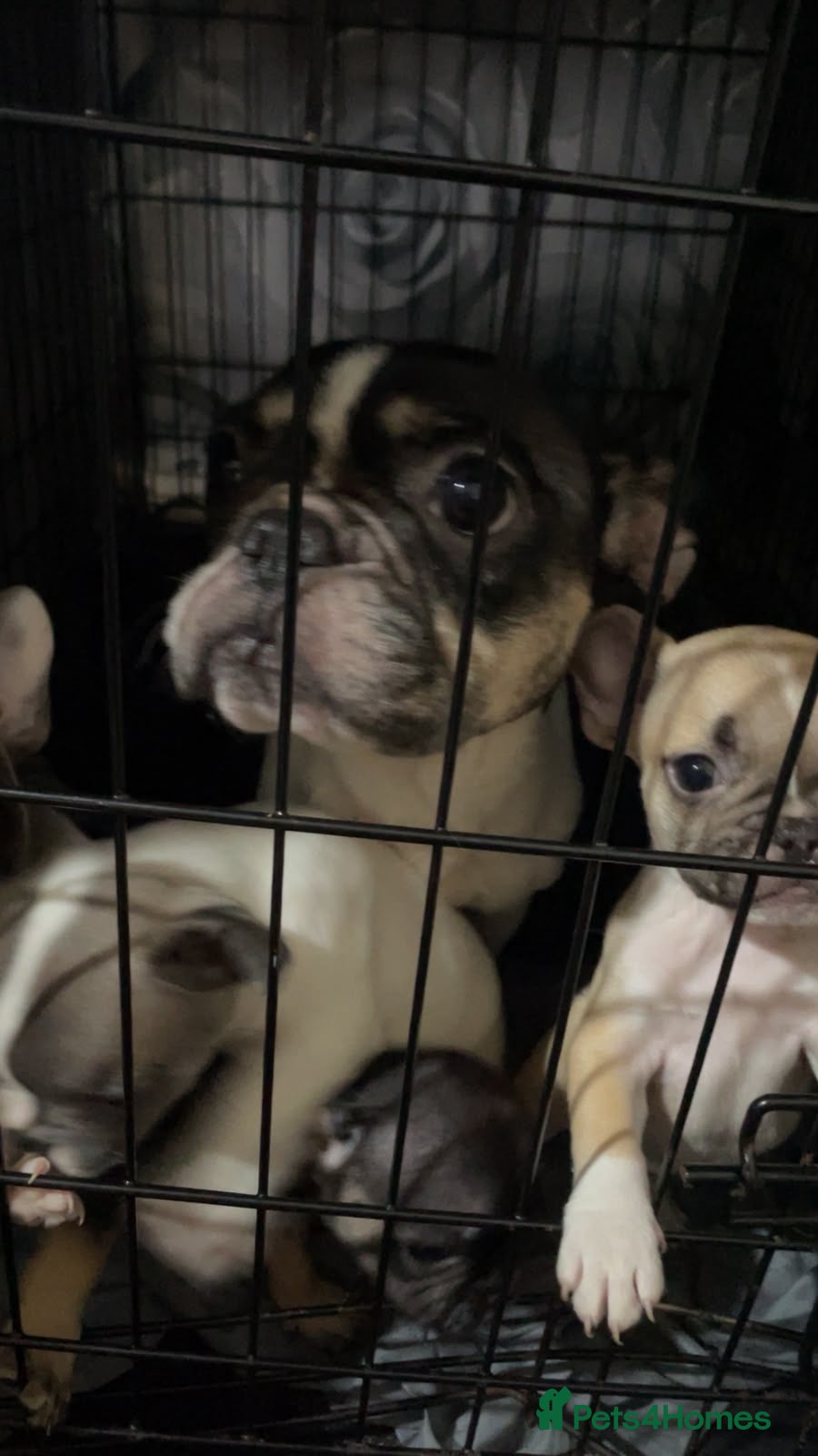 French Bulldog dogs 2 male French bulldog  - Advert 1