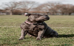 Staffordshire Bull Terrier dogs for sale: Blue Staffordshire Bull Terrier KC registered - Image 4