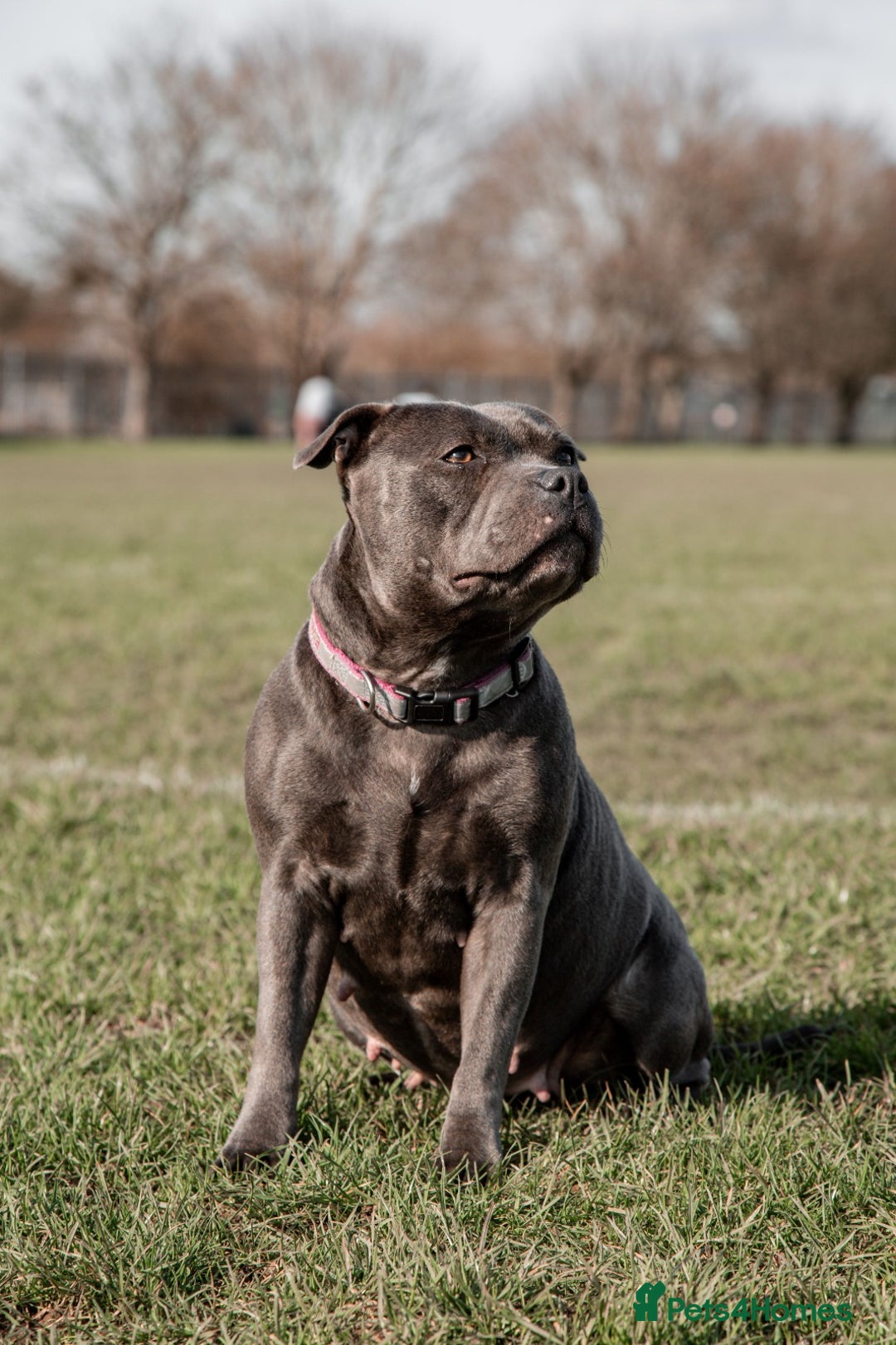 Staffordshire Bull Terrier dogs for sale: Blue Staffordshire Bull Terrier KC registered - Image 4