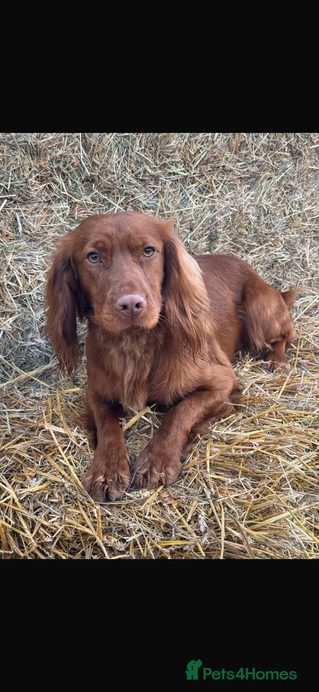 Cocker Spaniel dogs for sale: Beautiful little boys looking for forever homes - Advert 15