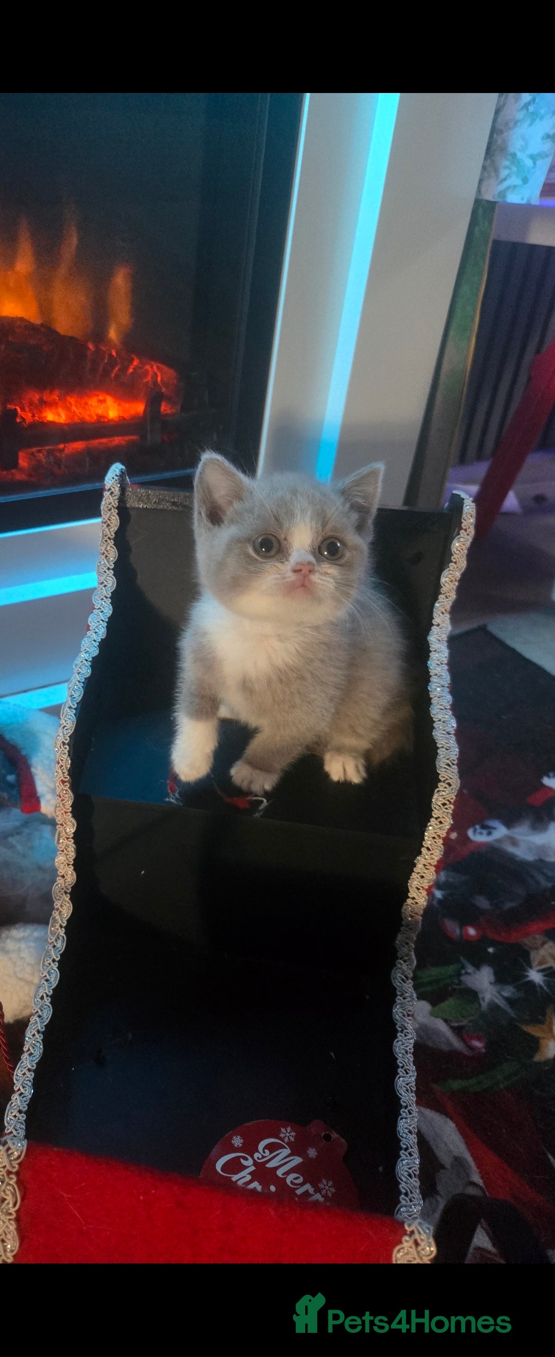 British Shorthair cats British shorthair kittens olny 2 girls ready now - Advert 18