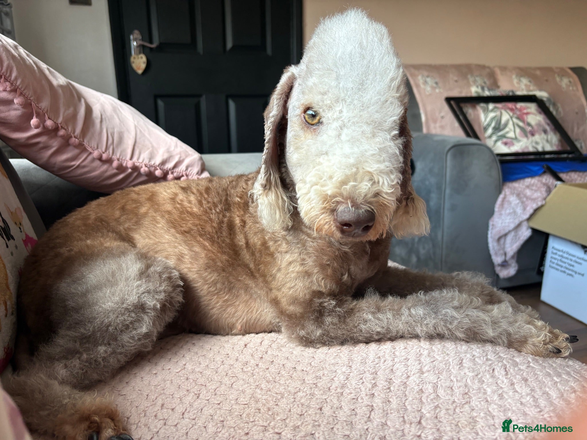 Bedlington Terrier dogs Bedlington terrier boy puppy  - Advert 1