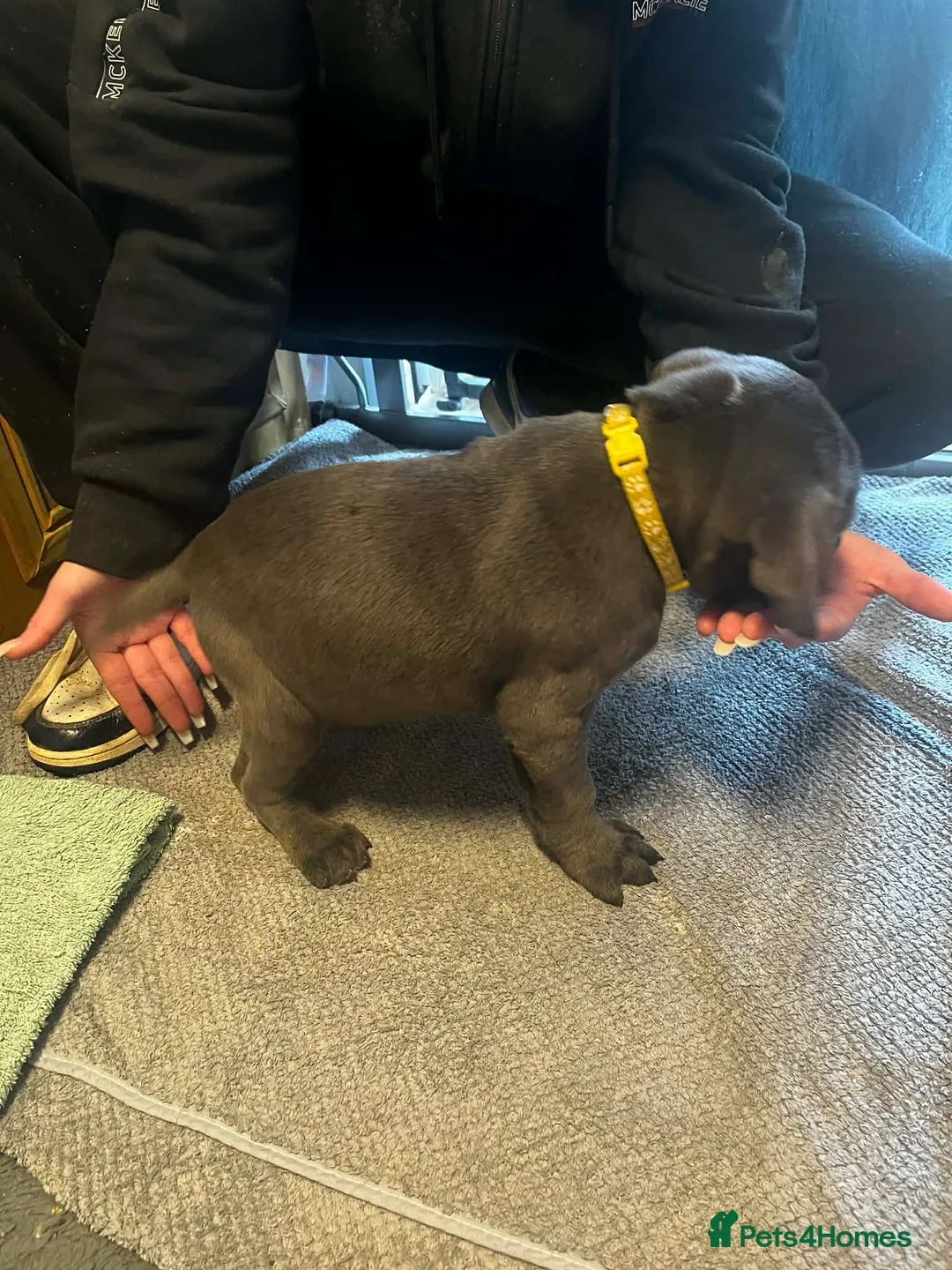 Cane Corso dogs for sale: Cane corso  - Advert 9