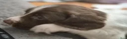 English Springer Spaniel dogs for sale: English Springer Spaniel Puppies  in Bury - Advert 9