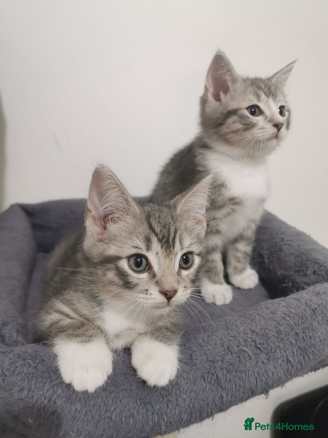 British Shorthair cats for sale: Stunning BSH Silver Tabby kittens - Advert 5