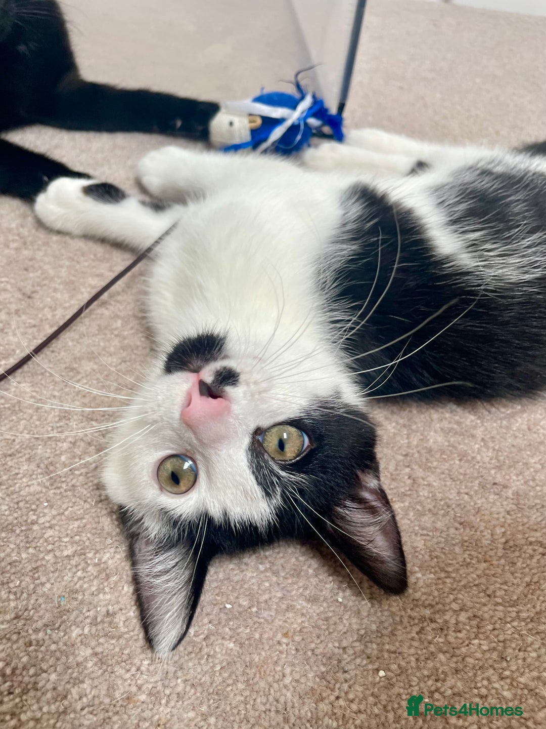 Mixed Breed cats for sale: Ozzy & Oscar - Bonded Brothers 🐾 - Image 9