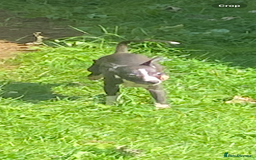 Mixed Breed dogs for sale: Italian greyhound cross whippet - Image 5